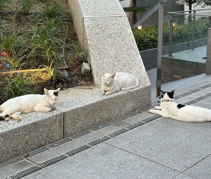 Meet The Secret Cat Club Plotting Stuff (We’re Guessing World Domination?)
