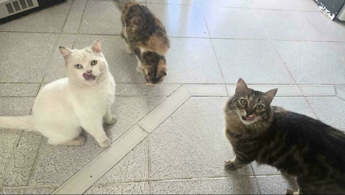 Meet The Secret Cat Club Plotting Stuff (We’re Guessing World Domination?)