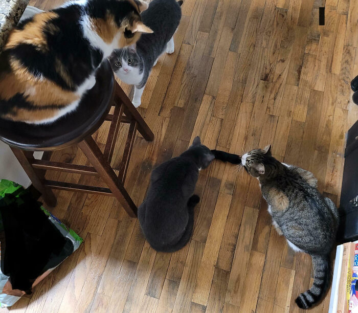 Meet The Secret Cat Club Plotting Stuff (We’re Guessing World Domination?)