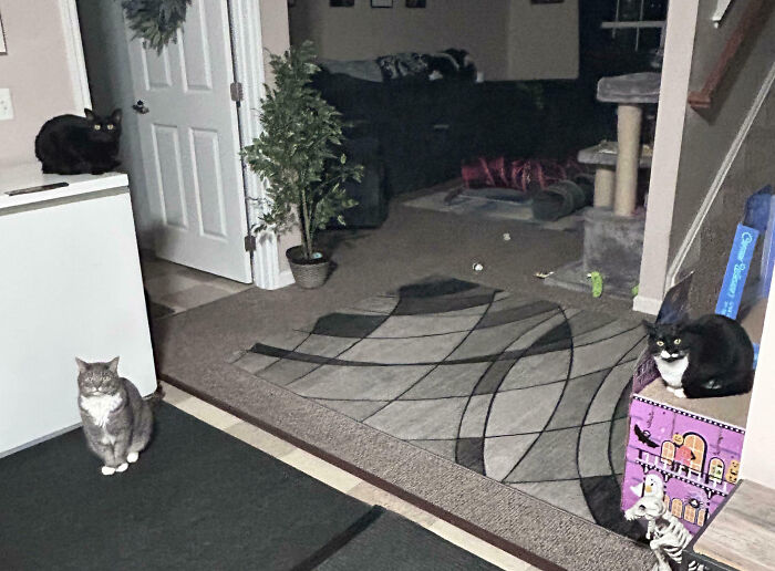 Meet The Secret Cat Club Plotting Stuff (We’re Guessing World Domination?)