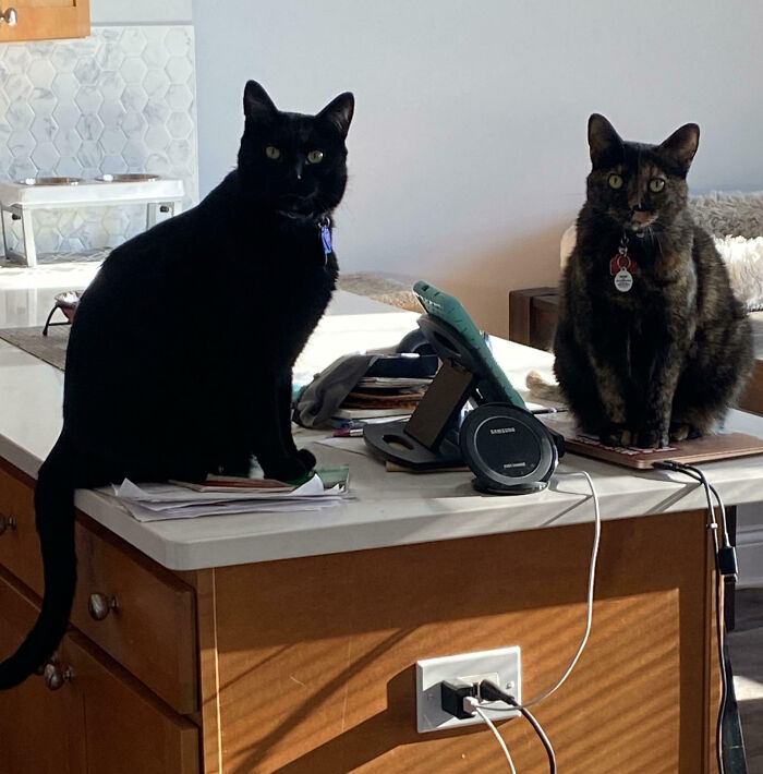 Meet The Secret Cat Club Plotting Stuff (We’re Guessing World Domination?)