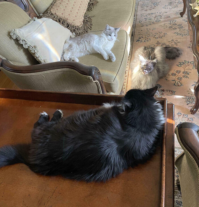 Meet The Secret Cat Club Plotting Stuff (We’re Guessing World Domination?)