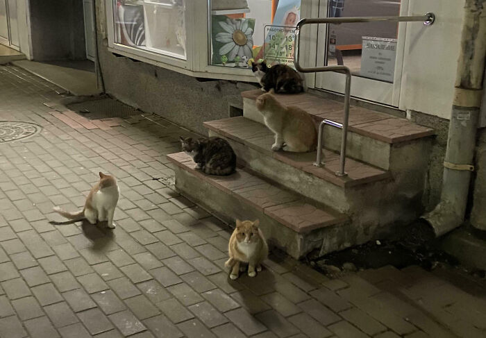 Meet The Secret Cat Club Plotting Stuff (We’re Guessing World Domination?)