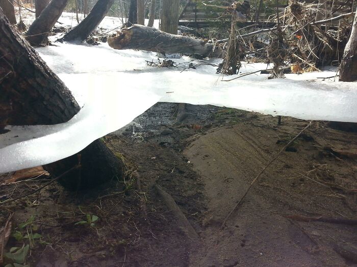 Ice Sheet Clinging to Trees Like It’s Got Trust Issues