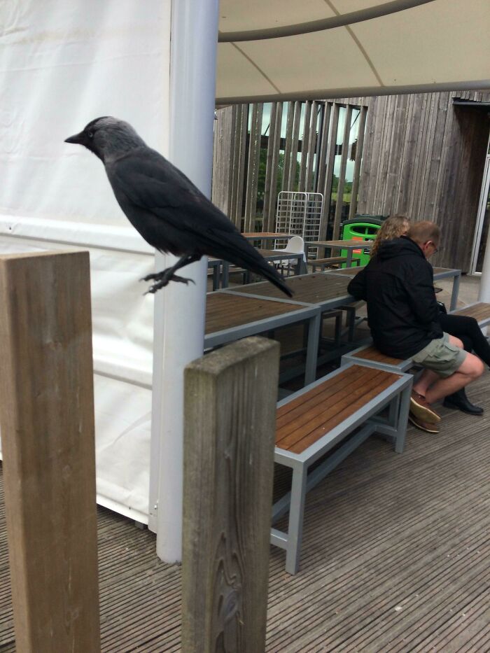 Caught a Crow Mid-Hop. Blink and You’ll Miss It!