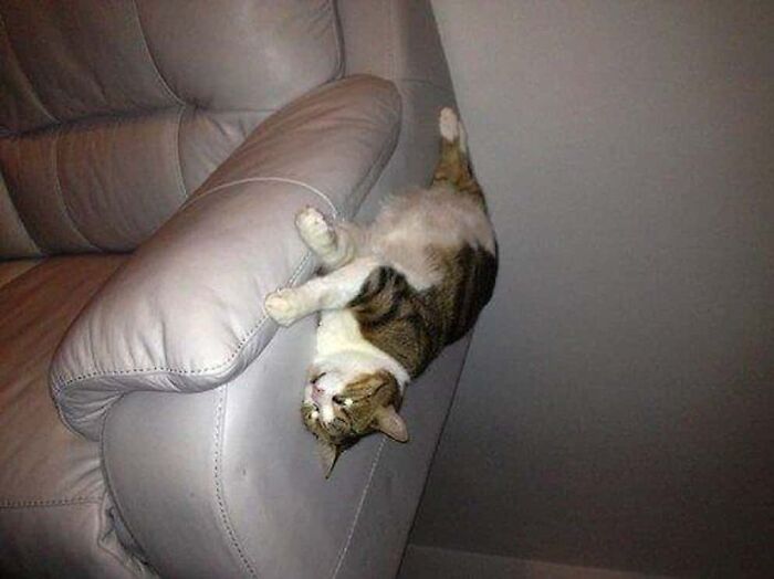Caught a Claw Moment—and It’s Purrfect