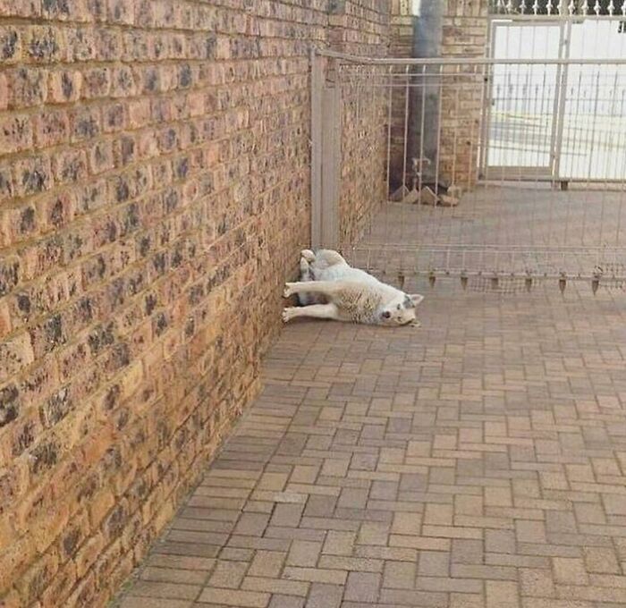 This Dog Might Just Be Living in Another Dimension