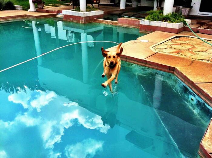 Jesus Dog: The Pup Who Defies Gravity and Looks Like a Legend