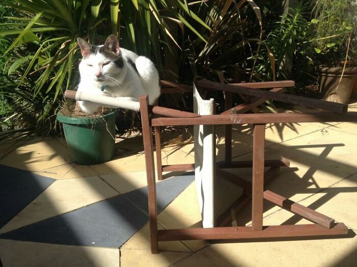 This Cat’s Defying Gravity While Keeping It Cool Like a Champ