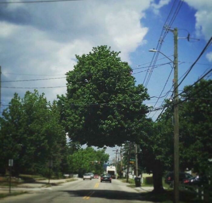 This Tree Has Floating Goals and It’s Winning