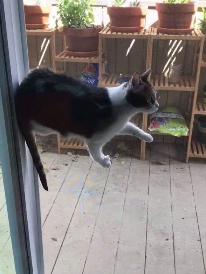 Just Hanging Out Midair Like It’s No Big Deal