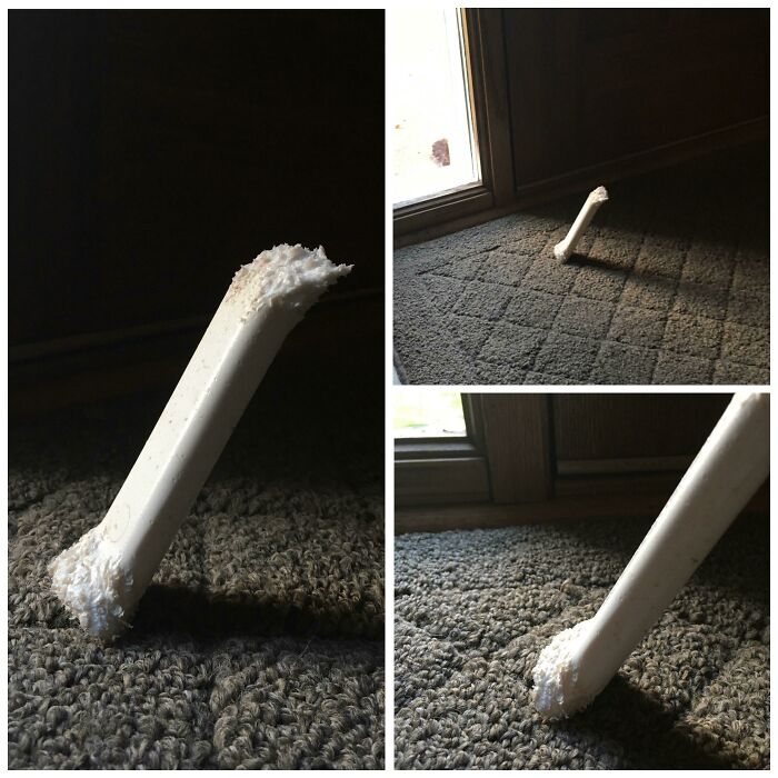 My Dog’s Bone Did a Chew Job That Defies Logic