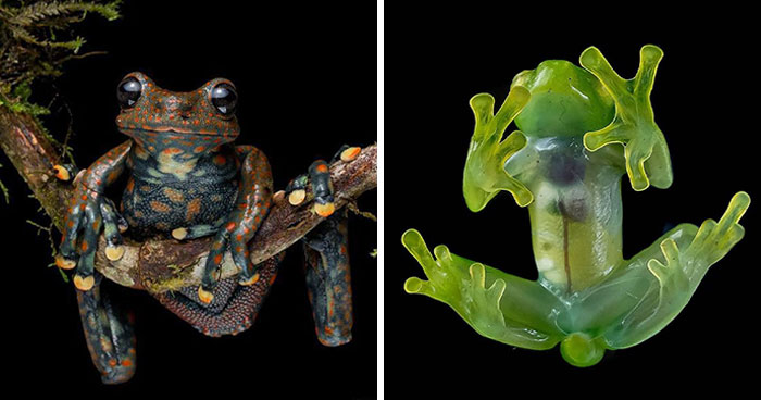 26 Frogs That Look So Wild You’ll Do A Double Take