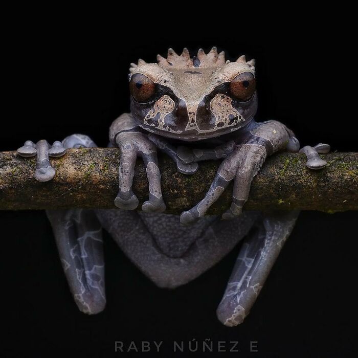Crowned Tree Frog: The Fancy Headwear Edition