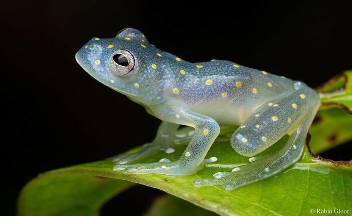 Glass Frog: See-Through Wonder