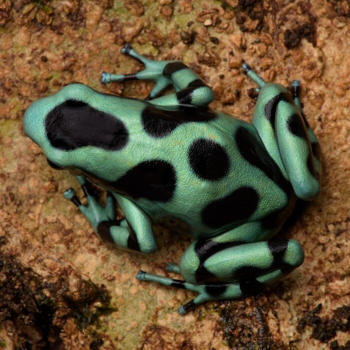 Green-And-Black Poison Dart Frog: The Party Animal