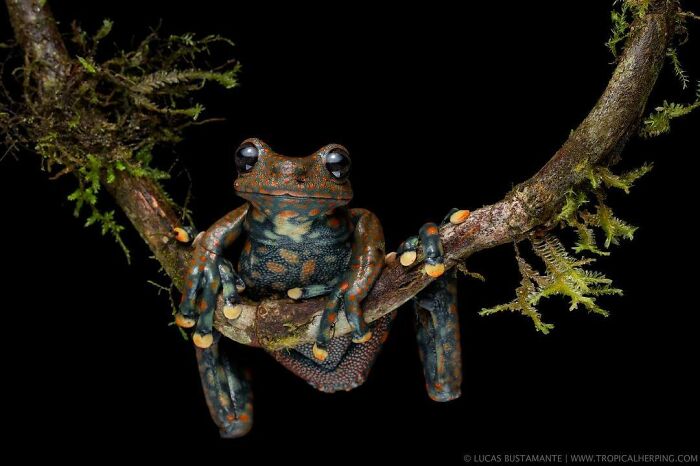 Spotted Torrent Frog: The Polka-Dot Pup