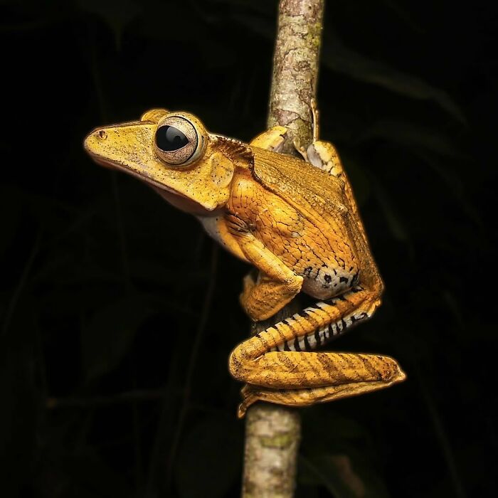 File-Eared Tree Frog: Ears So Sharp, They Might Hear Your Snacks