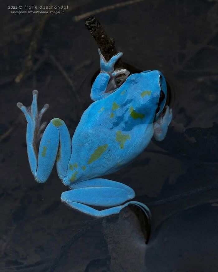 Mediterranean Tree Frog: Sunbather Extraordinaire