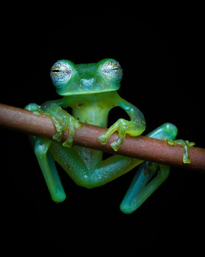Glass Frog: That’s Right, Another One!