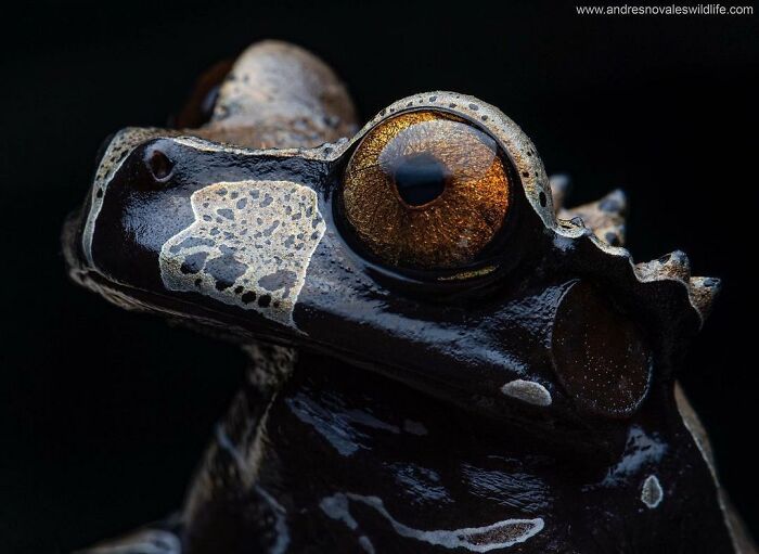 Coronated Tree Frog: Crown Round Two