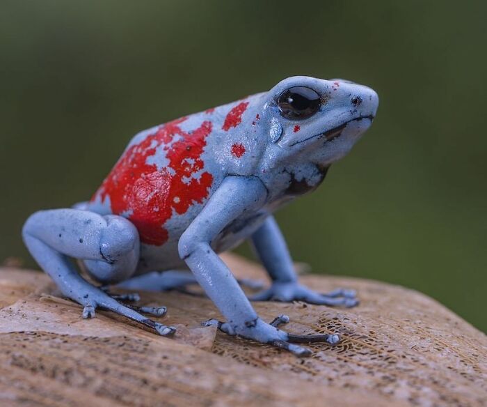 Koi Poison Dart Frog: Swimming in Style