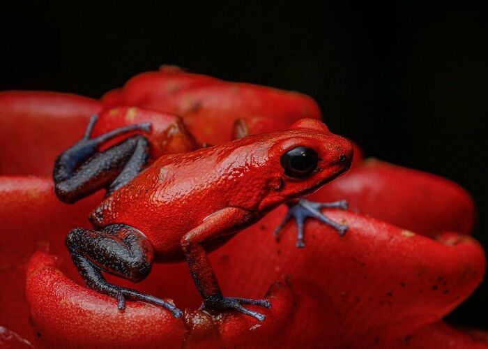 Strawberry Poison Dart Frog: Sweet and Deadly