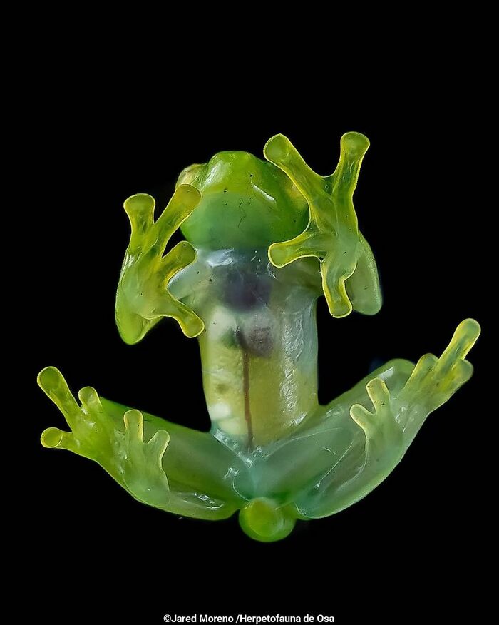 Glass Frog: The Triumphant Triple