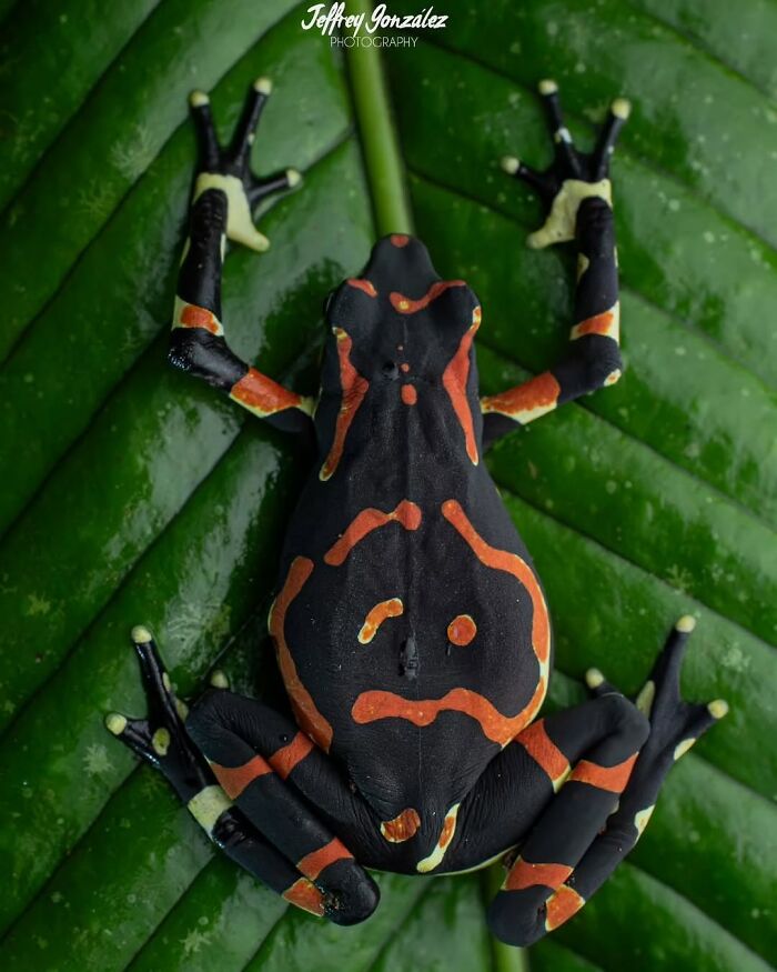 Harlequin Frog: Joker of the Pond
