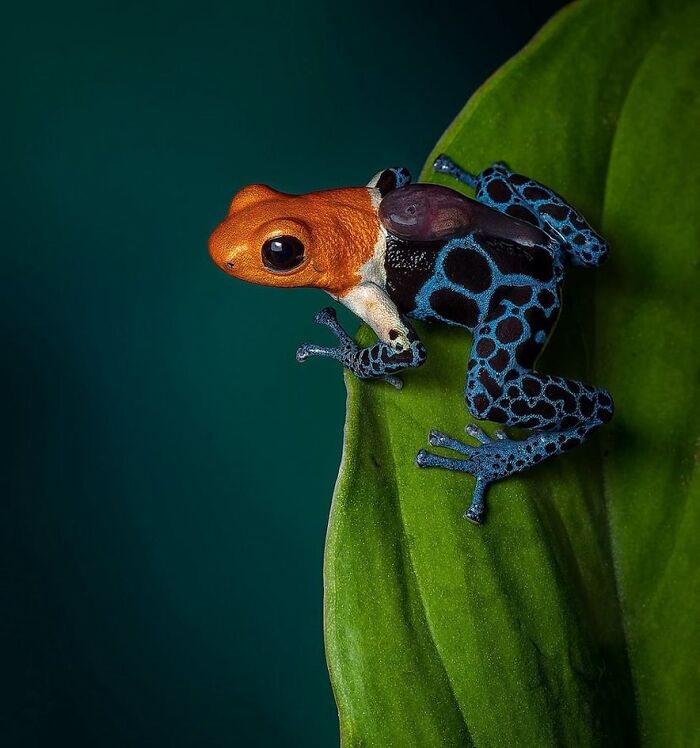 Fantastic Poison Frog: The Name Says It All