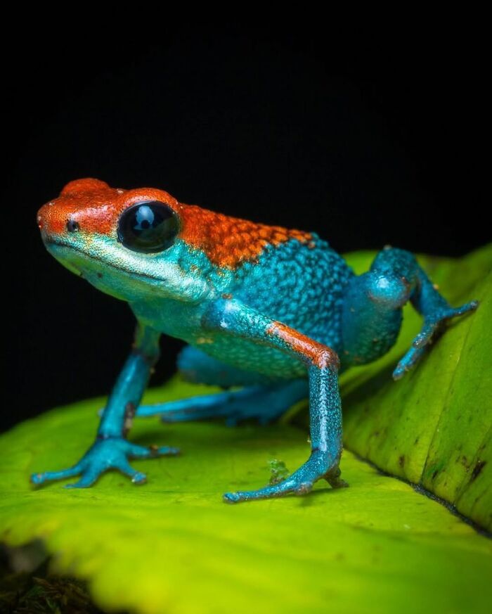 Granular Poison Frog: The Textured Teeny