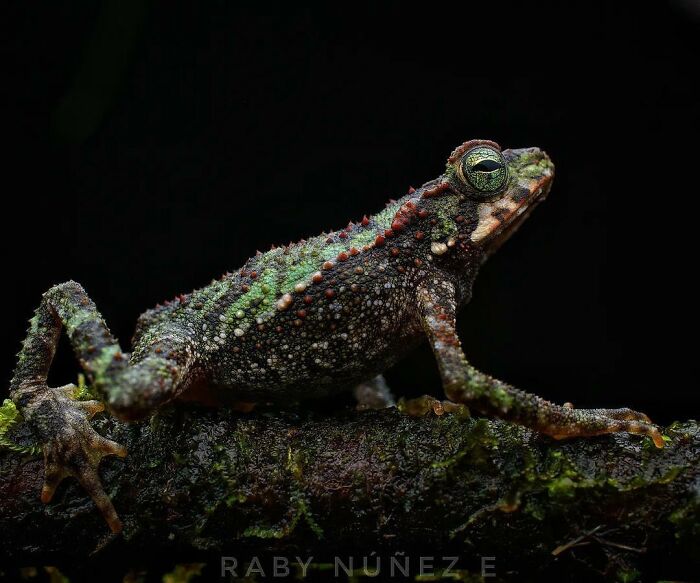 Green Climbing Toad: Little Mountain Goat of the Frog World