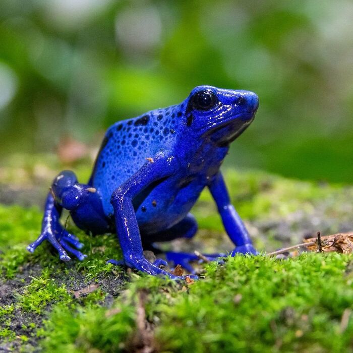 Blue Poison Dart Frog: The Electric Hue
