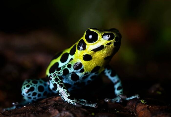 Variable Poison Frog: The Color Chameleon