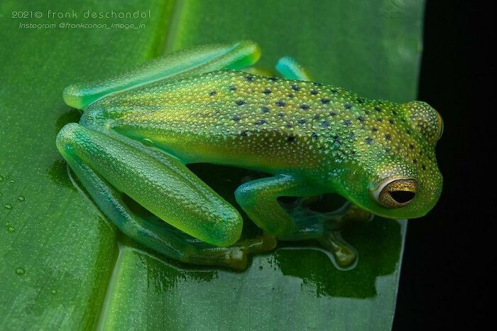 Granular Glass Frog: Texture Meets Transparency