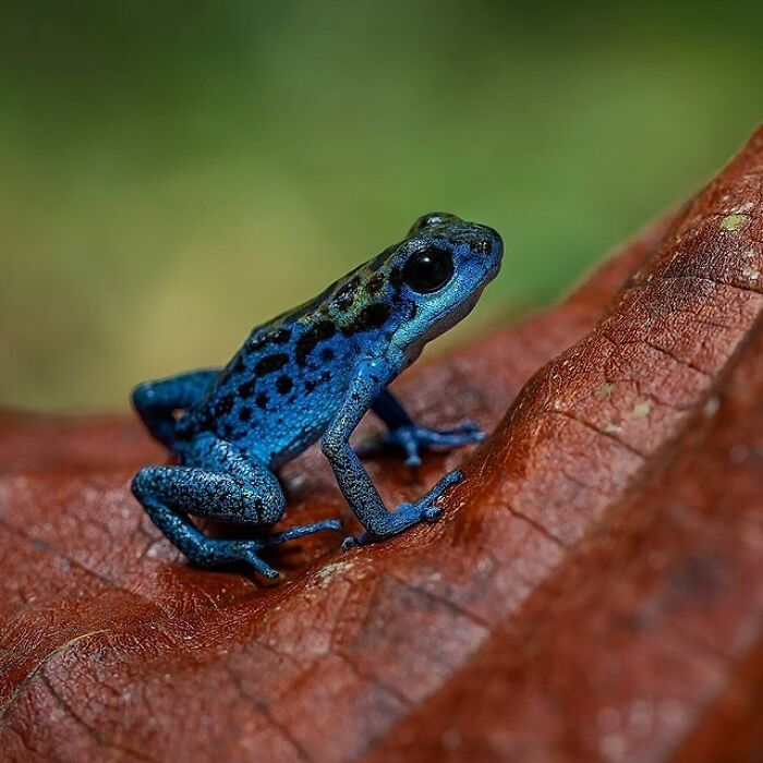 Blue Poison Dart Frog: Electric Party Time