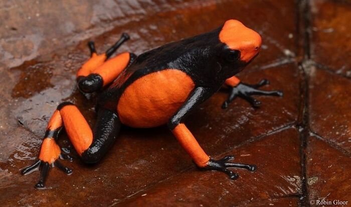 Lehmann’s Poison Frog: Little but Lethal