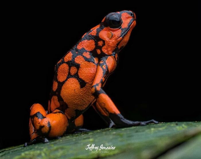 Harlequin Poison Frog: The Class Clown