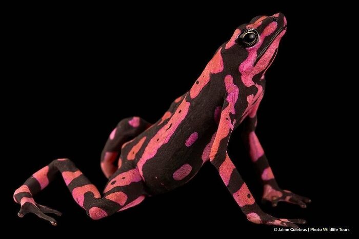 Harlequin Toad: The Fancy Hoppy One
