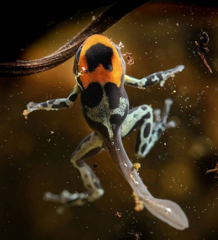 Ranitomeya Poison Frog Tadpole: Tiny Future Superstar