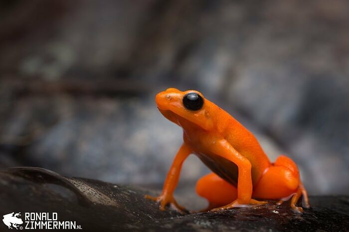 Golden Mantella: Tiny Treasure