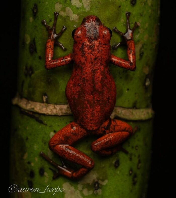 Strawberry Poison Dart Frog: The Bubbly Red
