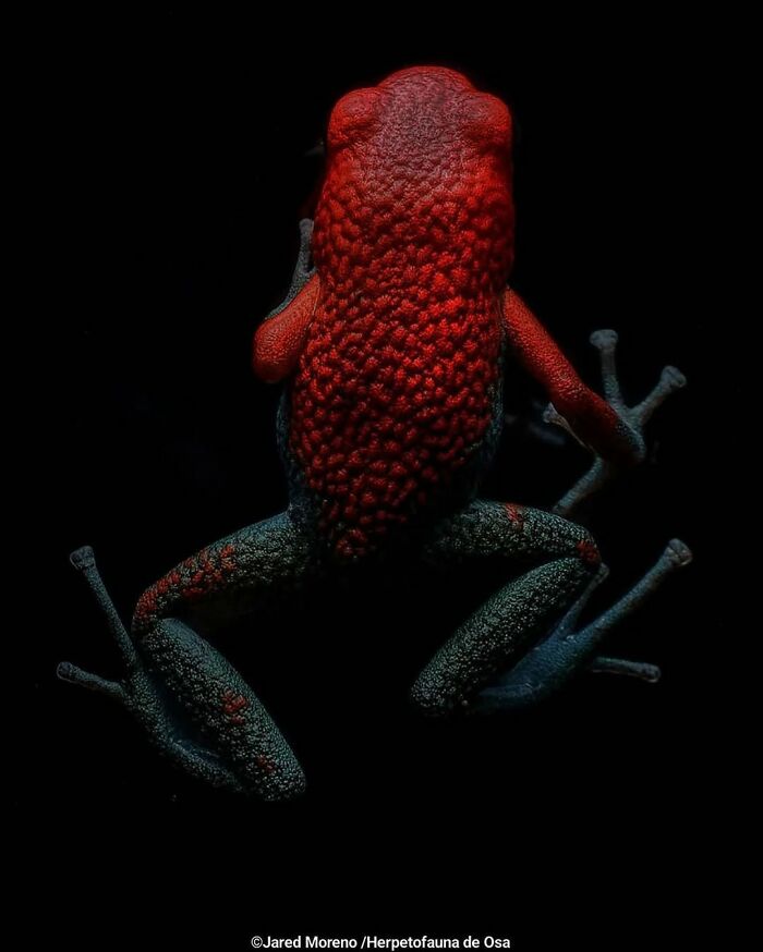 Strawberry Poison Dart Frog: Spot That Polka-Dot!