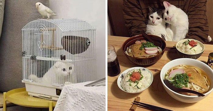 40 Cat Pics That’ll Make You Say “Wait, What Is This Cat Doing?!”