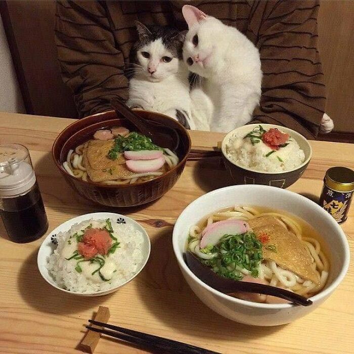 40 Cat Pics That’ll Make You Say “Wait, What Is This Cat Doing?!”
