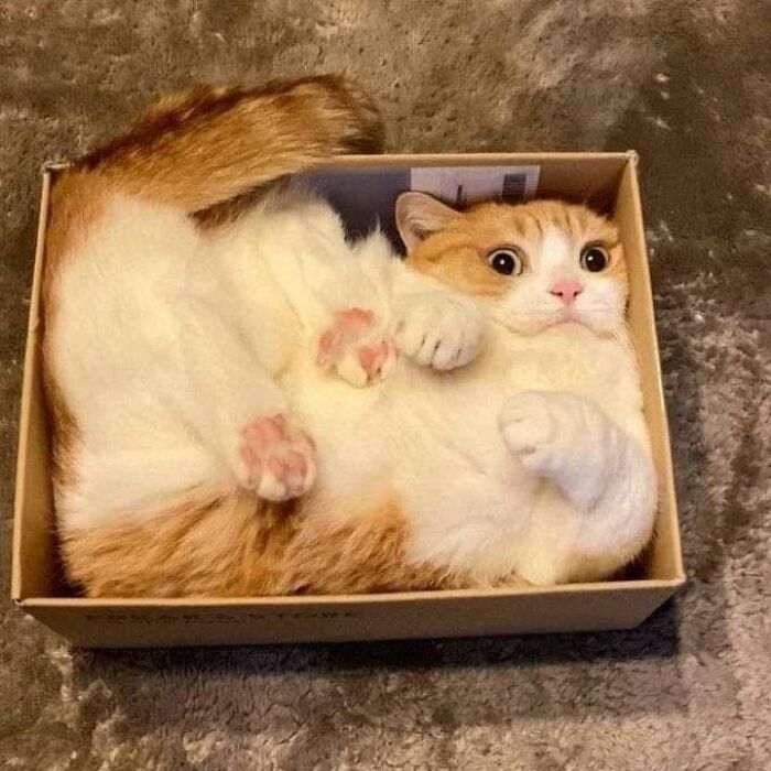 40 Cat Pics That’ll Make You Say “Wait, What Is This Cat Doing?!”