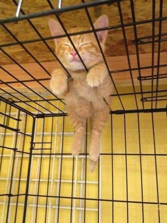 40 Cat Pics That’ll Make You Say “Wait, What Is This Cat Doing?!”