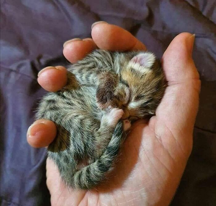 40 Cat Pics That’ll Make You Say “Wait, What Is This Cat Doing?!”