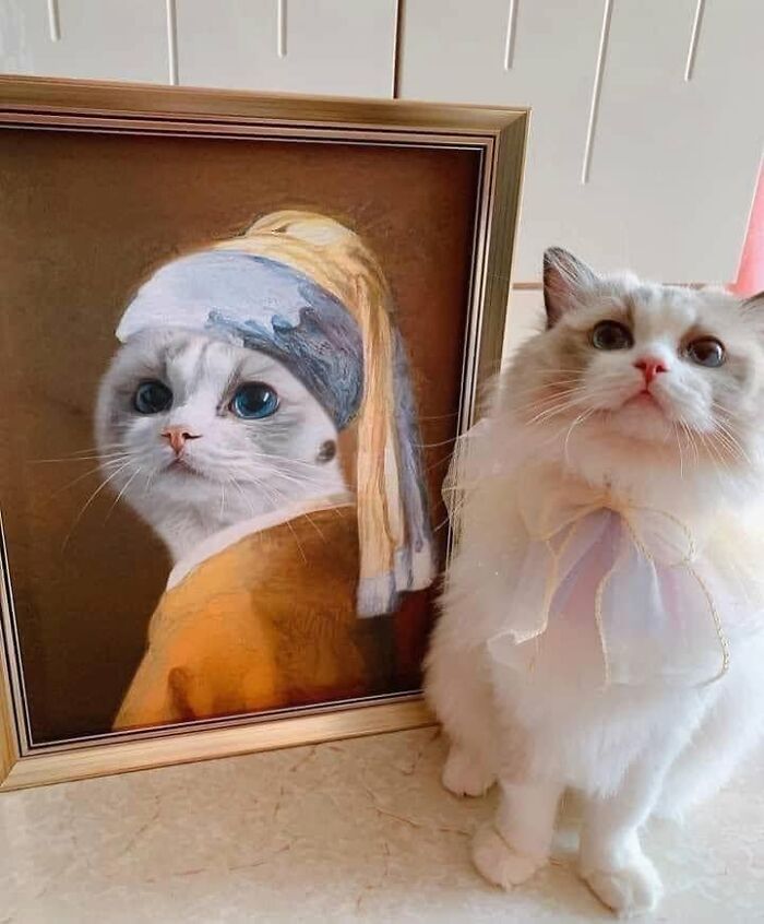 40 Cat Pics That’ll Make You Say “Wait, What Is This Cat Doing?!”