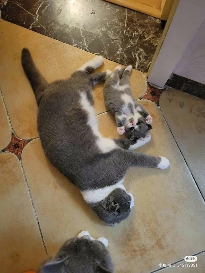 40 Cat Pics That’ll Make You Say “Wait, What Is This Cat Doing?!”